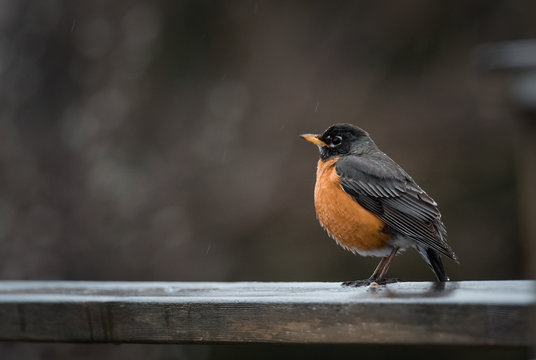 Close up of American robin sitting on a wooden railing in the rain.