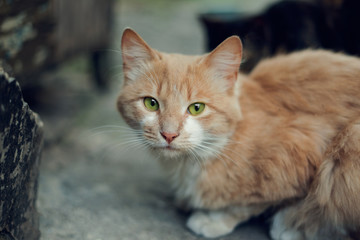 Obraz premium beige cat looks into the frame, muzzle close up, green eyes