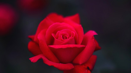 Close up of red rose petals. Selective focus. Flowers background