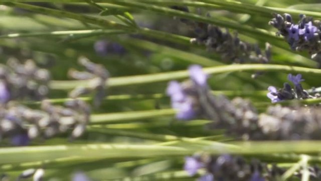 Close-up of lavender flowers growing on meadow in warm summer day. Action. Beautiful close-up view of flower meadow