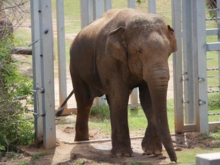  An adult elephant walks out of a gated enclosure