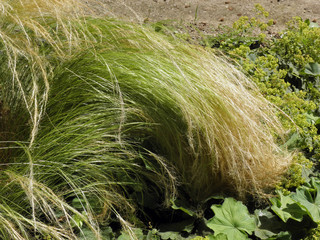 Nassela tenuissima 'pony tails' plant in Zagreb Botanical garden, Croatia, Europe