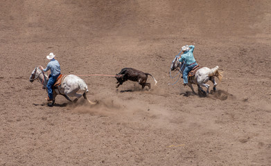 Team Roping at a Rodeo. A calf is between two riders on white horses. The rider on the left has...