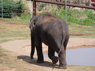 Naklejka premium Medium wide shot of an adult elephant walking by a pool of water