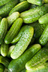 Fresh green young cucumbers