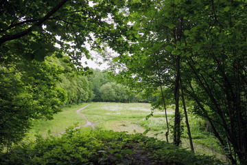 Fototapeta na wymiar Green summer field among trees