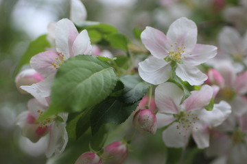blooming apple tree
