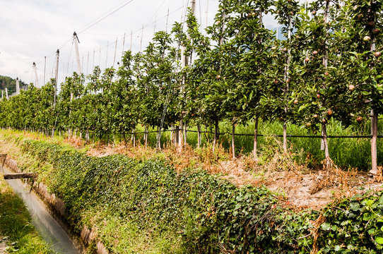 Algund, Waalweg, Obstb&auml;ume, Obstbauer, Wasserversorgung, Vinschgau, S&uuml;dtirol, Sommer, Italien