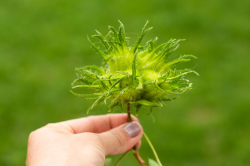 Human hand holding green hazelnuts on the branch. Nuts of the filbert growing. Hazelnut tree, hazelnuts ready to pick. Selective focus