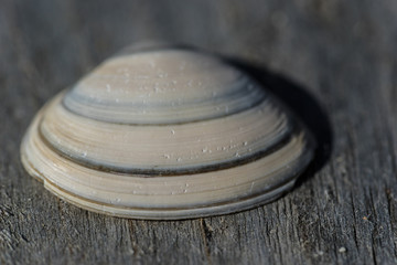 sea shell