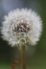 dandelion on green background