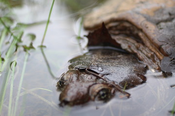 turtle in pond