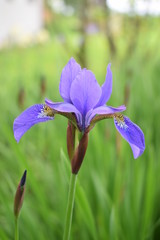 Kwitnące irysy © Anna