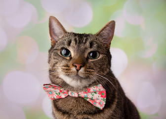 Tabby Cat with Green Eyes Face Wearing Flower Bowtie
