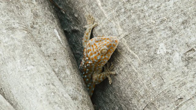 Tokay gecko resting in a tree close up. The tokay gecko (Gekko gecko) is a nocturnal arboreal gecko in the genus Gekko.