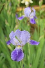 Kwitnące irysy © Anna