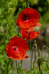 Roter Mohn, Klatschmohn auf einer Wiese im Sommer