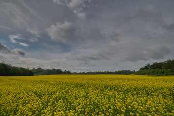 Oilseed Rape Fields