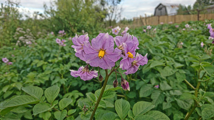 Blooming potatoes in the garden. Mobile photo