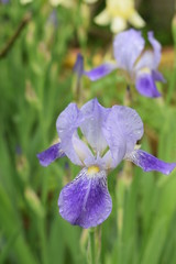 Kwitnące irysy © Anna