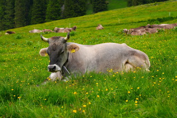 Alpine gray cow. Mountain landscape in summer, Italian Dolomites