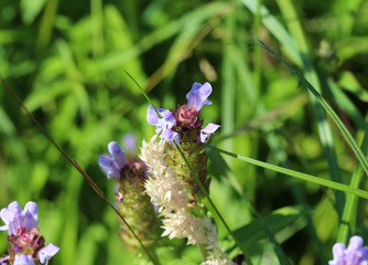 Prunella vulgaris flower, known as common self heal, heal all, woundwort, heart of the earth, carpenters herb, brownwort and blue curls