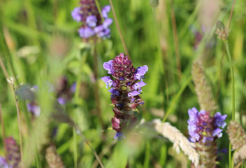 Prunella vulgaris flower, known as common self heal, heal all, woundwort, heart of the earth, carpenters herb, brownwort and blue curls
