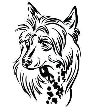 Decorative portrait of Chinese Crested Dog vector illustration
