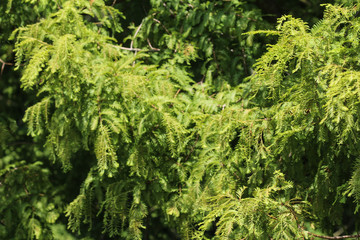 Taxodium distichum (bald cypress) is a deciduous conifer
