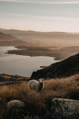 sunset in the mountains sheep new zealand hike