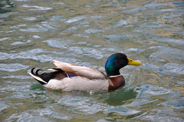 Canard colvert nage sur l'eau