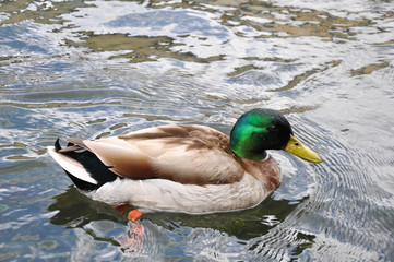 Canard colvert nage sur l'eau