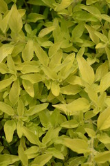 Obraz premium Oregano żólte