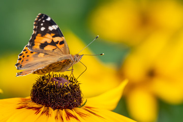 Butterfly Vanessa cardui sits on a yellow flower and drinks nectar with its proboscis.