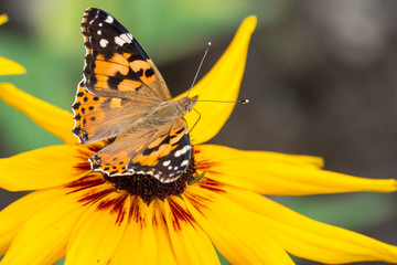 Butterfly Vanessa cardui sits on a yellow flower and drinks nectar with its proboscis.