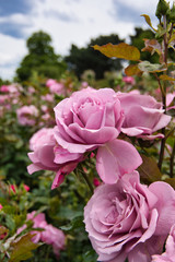 purple rose flowers in the garden