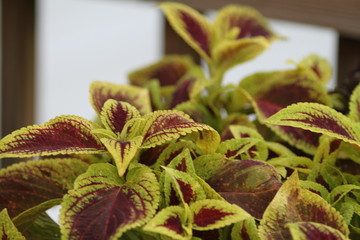 Obraz premium green plant in pot