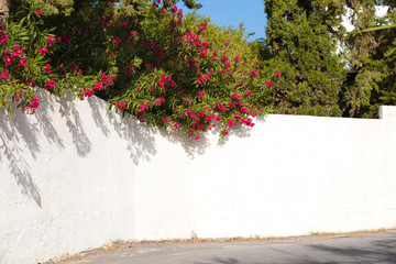Red bougainvillea on a white wall outdoors in Greece