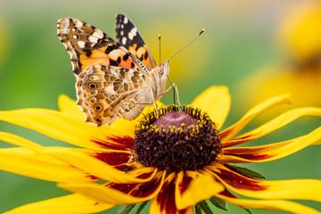 Butterfly Vanessa cardui sits on a yellow flower and drinks nectar with its proboscis.