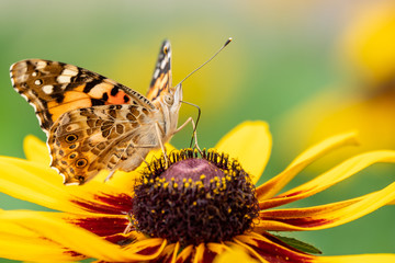 Butterfly Vanessa cardui sits on a yellow flower and drinks nectar with its proboscis.
