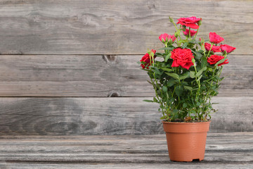 Fototapeta na wymiar Miniature rose plant in flowerpot on wooden background. Potted mini roses