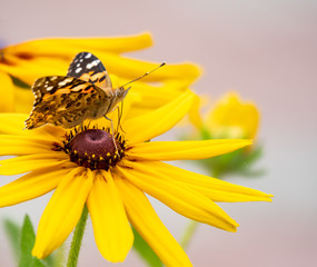 Butterfly Vanessa cardui sits on a yellow flower and drinks nectar with its proboscis.