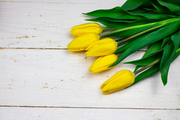 Obraz premium tulips in a field of tulips. Bright tulips. Beautiful tulips in spring time. Colorful tulips flower in the garden. Beautiful tulips. copy space