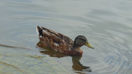 The Fast Swimmer