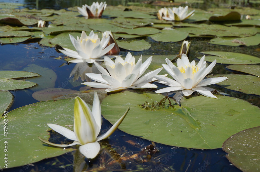 Wall mural white lilies among the water in the summer in the river, the concept of purity and development