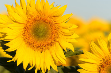 Obraz premium Sunflower petals. Sunflower closeup details.Beautiful sunflowers with morning light in the field, soft green leaves and blue sky background.