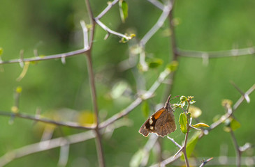 American Snout Butterfly on Flower, Arizona