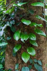 西表島のジャングル