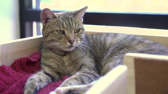Relaxing cat gets up and walks away 4k