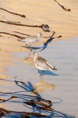 A couple of waterfowl on the beach